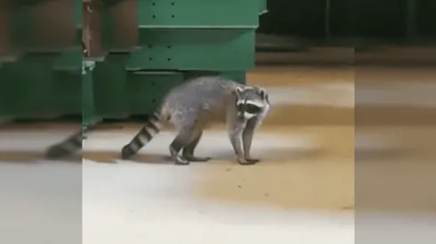 Mapache llega de 'polizón' a Chile