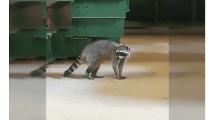 Mapache llega de 'polizón' a Chile