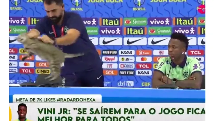 El gato solo se sentó, pero el jefe de prensa optó por lanzarlo lejos