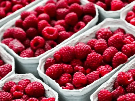 Retiran más de 1.200 cajas de frambuesas chilenas de EEUU