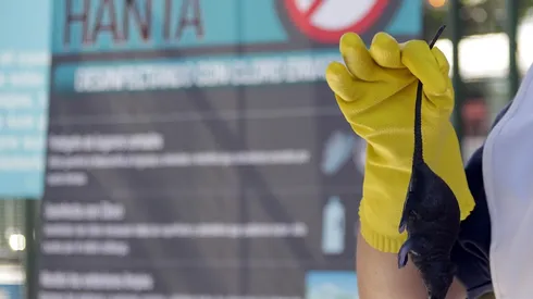 Detectan el primer caso de Hanta virus