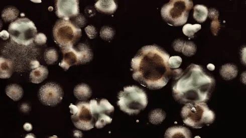 Candida Auris