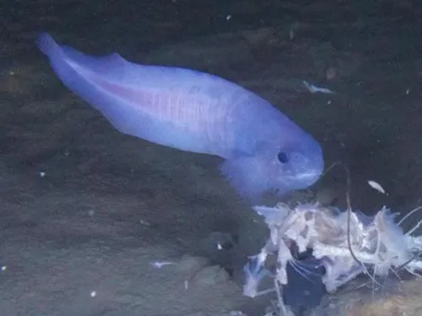 Descubren nuevo pez en Chile