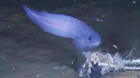 Descubren nuevo pez en Chile