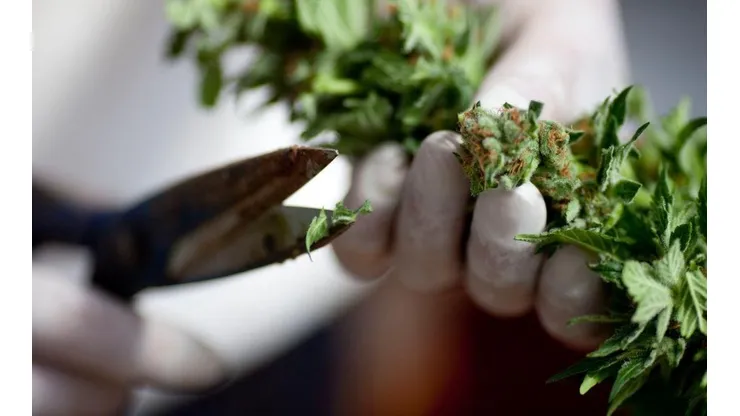 EEUU indultará a 6.500 condenados por posesión de marihuana