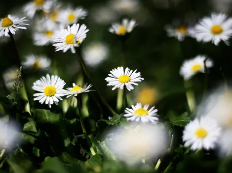 ¿A qué hora comienza la primavera este jueves 22 de septiembre?