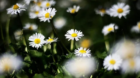 ¿A qué hora comienza la primavera este jueves 22 de septiembre?