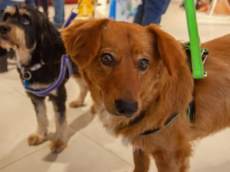 ¿Cuáles son los alimentos prohibidos para los perros durante estas Fiestas Patrias?