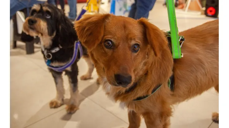 ¿Cuáles son los alimentos prohibidos para los perros durante estas Fiestas Patrias?