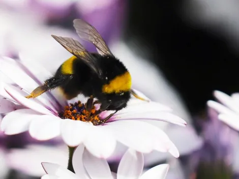 ¿Cuándo comienza la primavera?