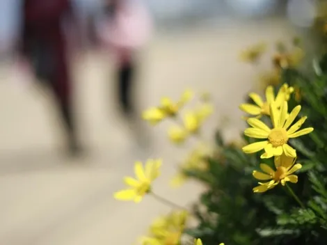 ¿Cuándo comienza la primavera en Chile?