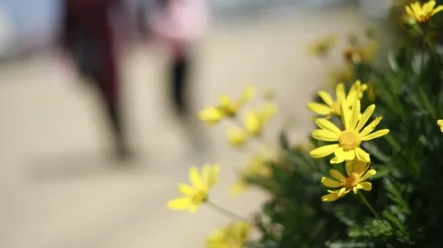 ¿Cuándo comienza la primavera en Chile?