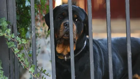 ¿Cuáles son las razas de perros más peligrosas de Chile?