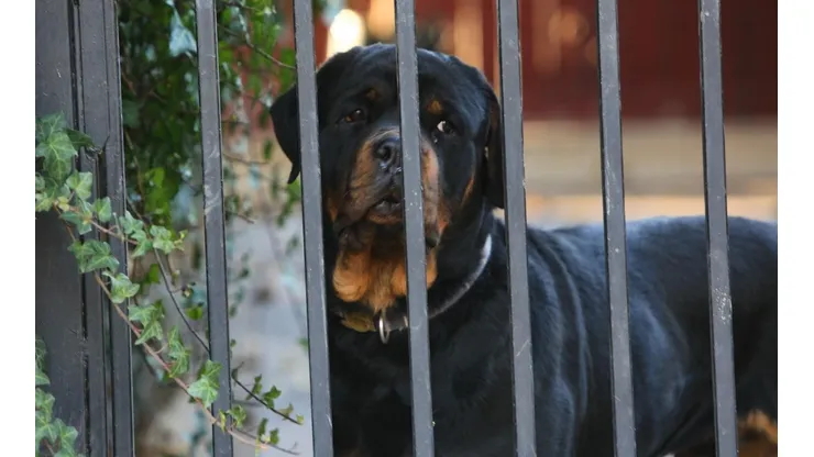 ¿Cuáles son las razas de perros más peligrosas de Chile?