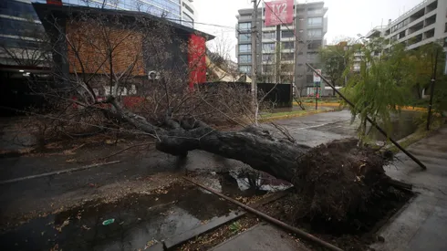 A principio de mes fuertes ráfagas de viento provocaron la caída de un gran número árboles.