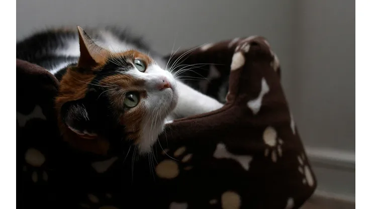 Día del Gato