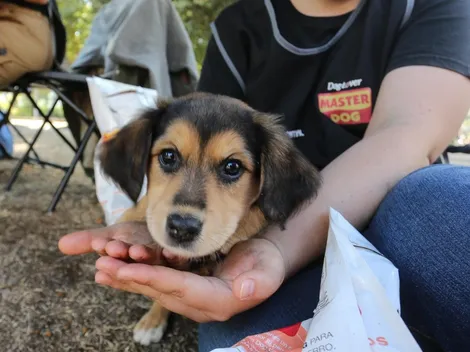 Permiso laboral por muerte de mascotas | ¿Qué dice el proyecto de ley presentado en el Senado?
