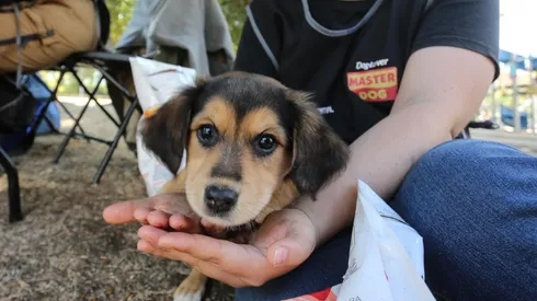 ¿Qué dice el proyecto de ley que otorgaría un permiso laboral por muerte de mascotas?
