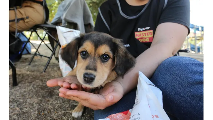 ¿Qué dice el proyecto de ley que otorgaría un permiso laboral por muerte de mascotas?