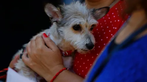 Congreso discutirá proyecto de permiso laboral por muerte de mascota