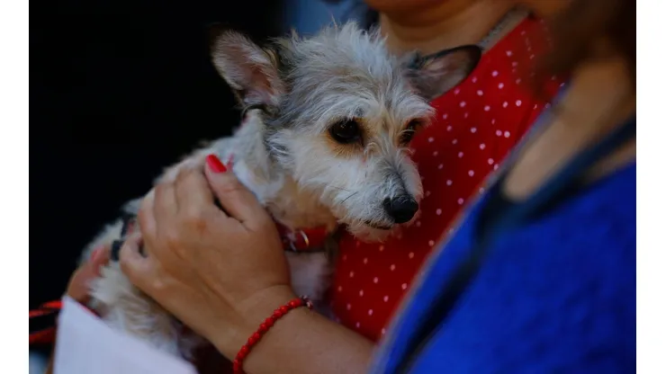 Congreso discutirá proyecto de permiso laboral por muerte de mascota