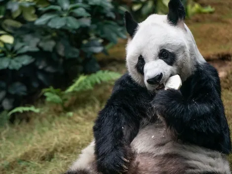 Falleció An An, el panda gigante macho más longevo en cautiverio