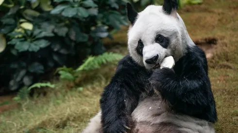 An An era uno de los animales más queridos en el parque temático en Hong Kong.