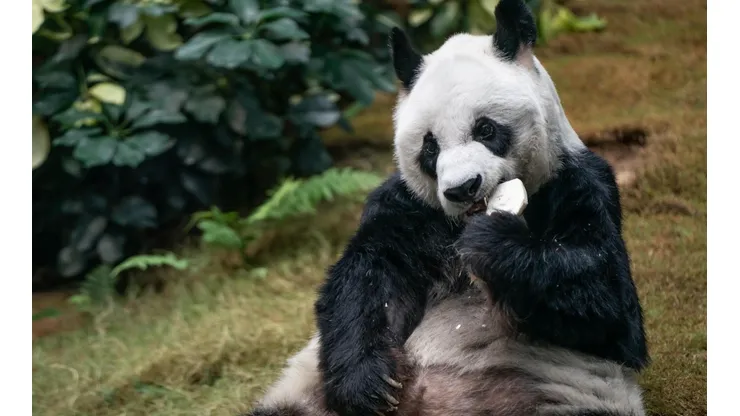 An An era uno de los animales más queridos en el parque temático en Hong Kong.