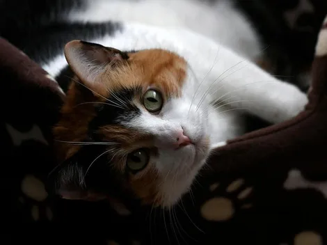 ¿Cuándo se celebra el Día Internacional del Gato?