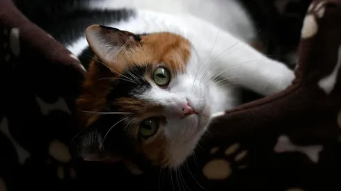 ¿Cuándo se celebra el Día Internacional del Gato?