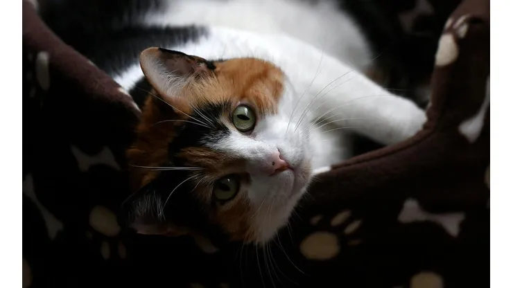 ¿Cuándo se celebra el Día Internacional del Gato?