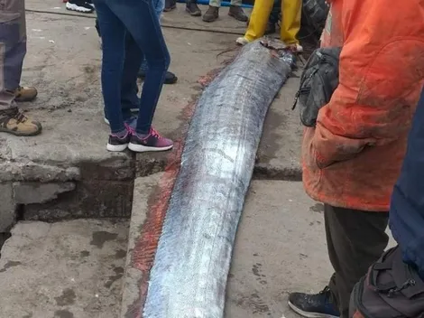 ¿Por qué se dice que el pez remo trae catástrofes y terremotos?