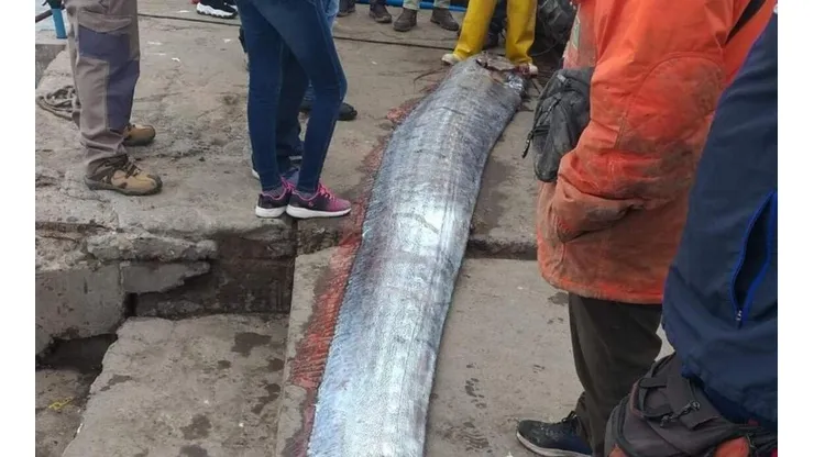 ¿Por qué se dice que el pez remo trae catástrofes y terremotos?