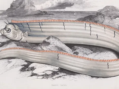 ¿Cuál es el origen del Pez Remo y por qué apareció en Arica?