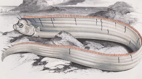 Foto Temática | Pez Remo