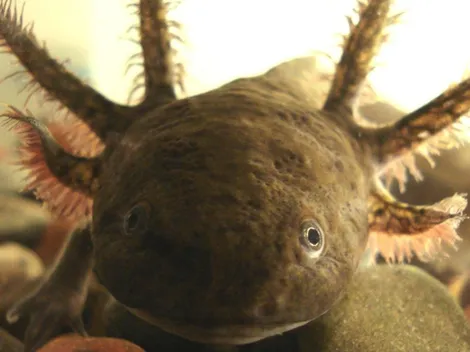¿Qué son los axolotes y cuál es el origen de esta especie en peligro de extinción?