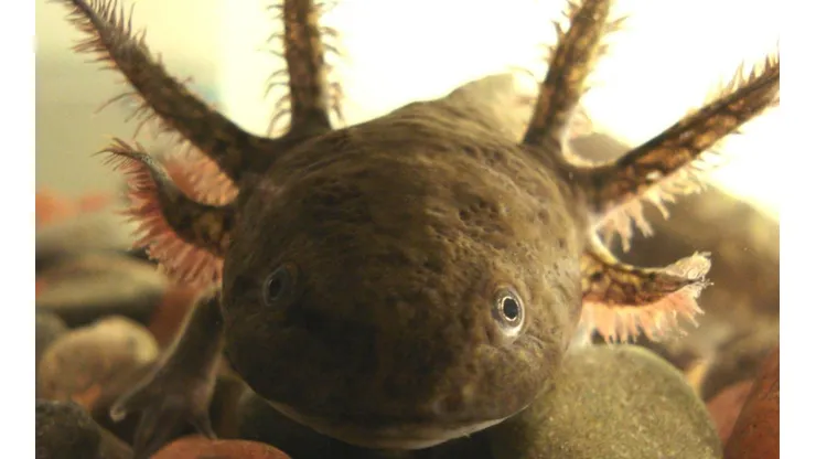 ¿Qué son los axolotes y cuál es el origen de esta especie en peligro de extinción?
