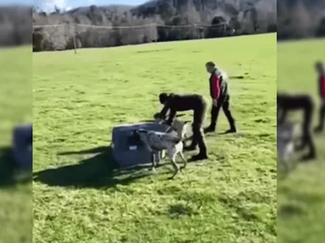 SAG denuncia en Fiscalía a funcionario por maltrato animal