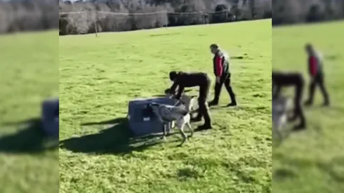 SAG denuncia en Fiscalía a funcionario por maltrato animal