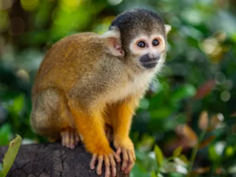 ¿Cómo se contagia la Viruela del mono y cómo evitar la enfermedad?