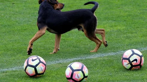 ¿Perros peloteros? Cualquier idea es bienvenida para que el fútbol chileno se ahorre unas lucrecias