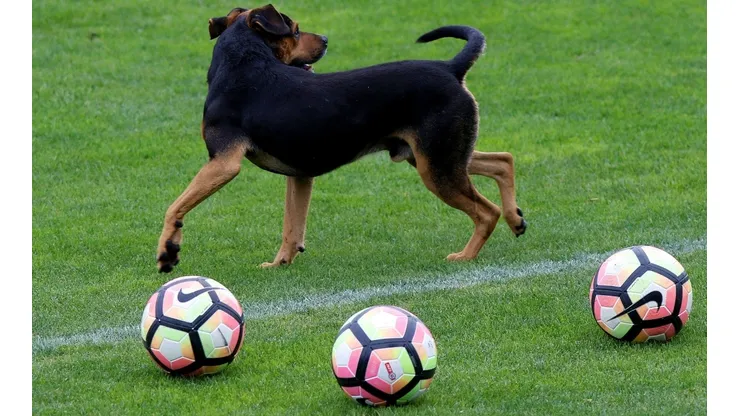 ¿Perros peloteros? Cualquier idea es bienvenida para que el fútbol chileno se ahorre unas lucrecias