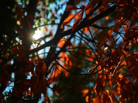 ¿Cómo estará el clima este fin de semana en Santiago?