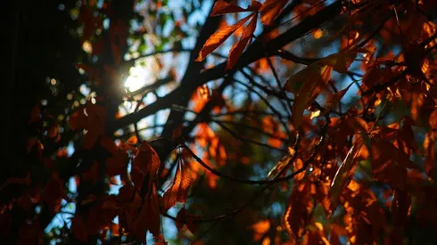 Pronóstico del tiempo Santiago