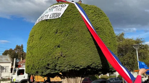 El ciprés es uno de los símbolos de la campaña de Gabriel Boric.