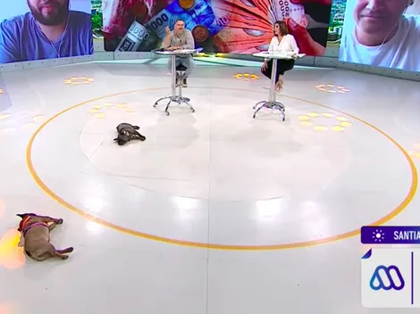 Neme llegó con sus perritos a Mucho Gusto