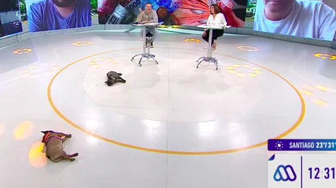 Los perritos de José Antonio Neme en el estudio de Mucho Gusto.