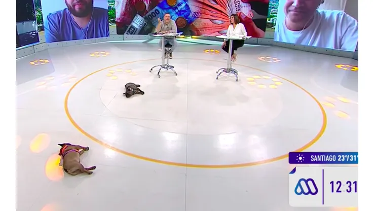 Los perritos de José Antonio Neme en el estudio de Mucho Gusto.