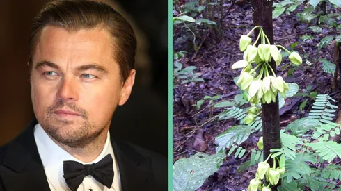 Leonardo DiCaprio y la uvariopsis dicaprio.