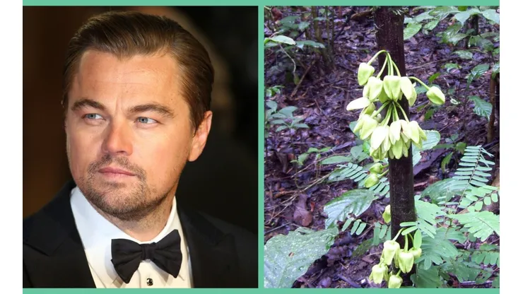 Leonardo DiCaprio y la uvariopsis dicaprio.
